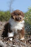 BERGER AUSTRALIEN PUPPIES 013